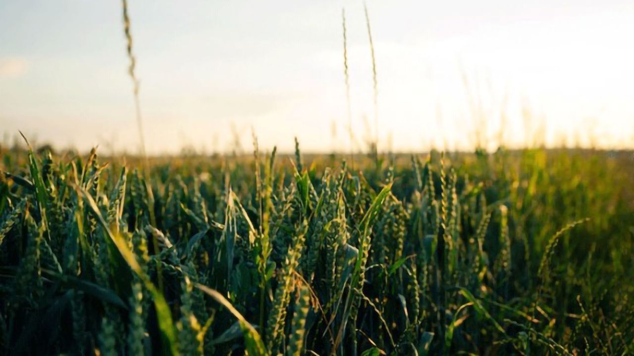New Understanding of Circadian Rhythms Could Improve Crops
