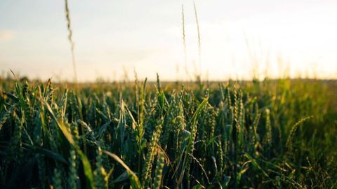 New Understanding of Circadian Rhythms Could Improve Crops