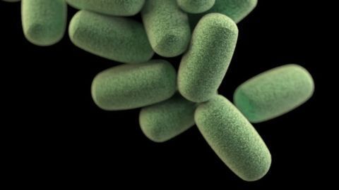 Secret Behind Protective Bacterial Shield Revealed
