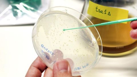 Cell Aging Can Be Slowed by Oxidants