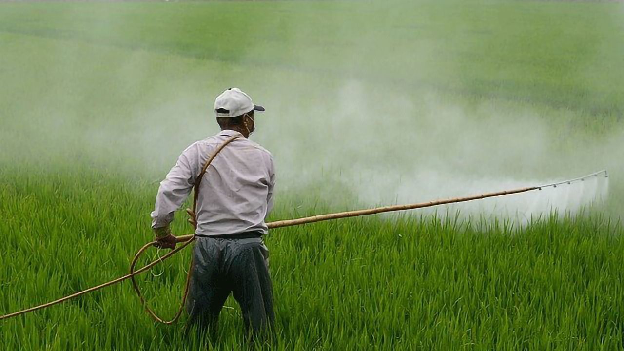 Increasing Plant Diversity Could Reduce Pesticide Requirements