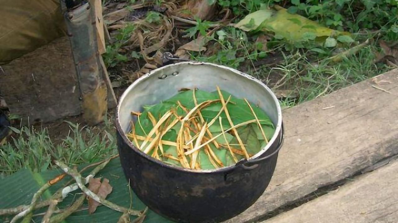 Amazonian Tea Can Boost Neuron Formation