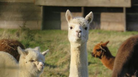 Method Identifies Llama Nanobodies With "Ultra-High" SARS-CoV-2 Neutralization Potency