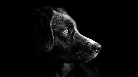 Scientists Use Ancient DNA To Explore History of Dogs