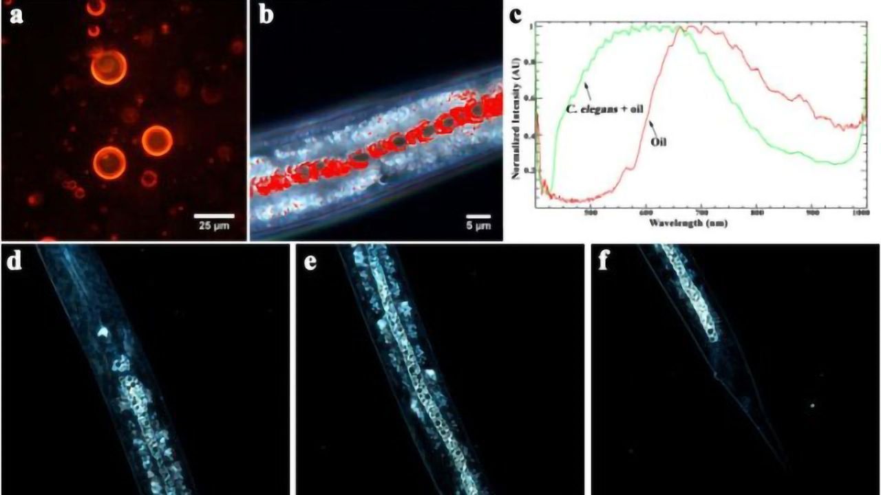 Soil Remediation Aided by Oil-Eating Worms