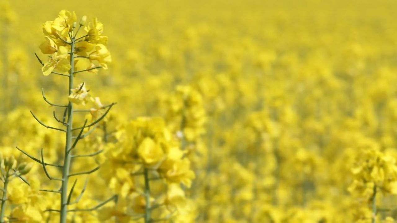 Destructive Plant Pathogen Life Cycle Finally Defined 142 Years After Its Discovery