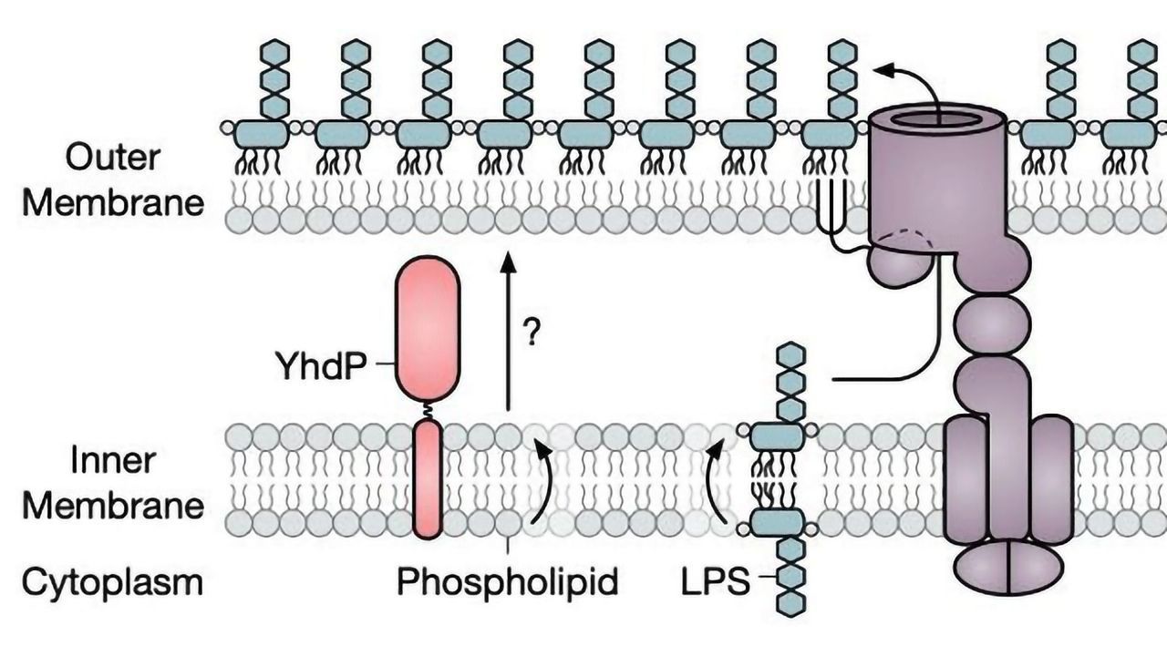 Protein Involved In Formation and Maintenance of Bacterial Shield Discovered