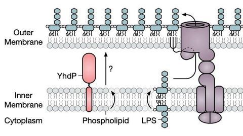 Protein Involved In Formation and Maintenance of Bacterial Shield Discovered