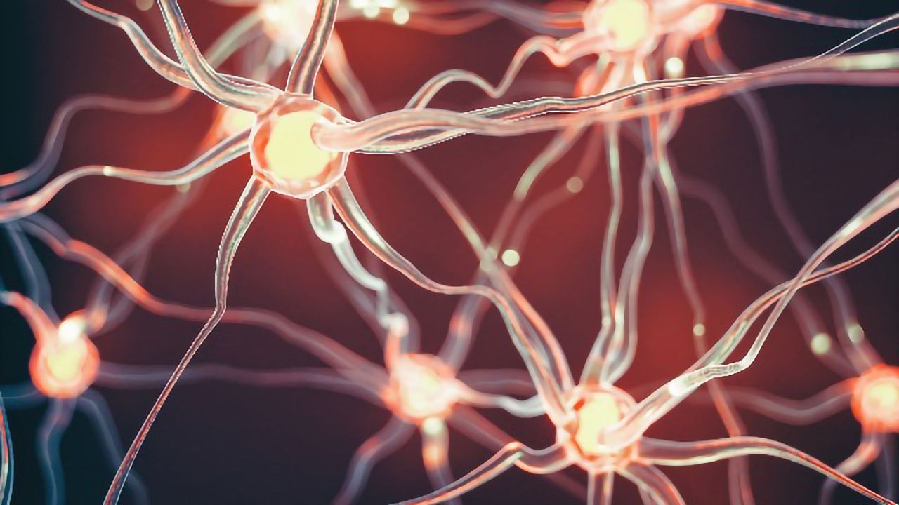 How Diverse Neural Stem Cells Help Form the Complex Cortex