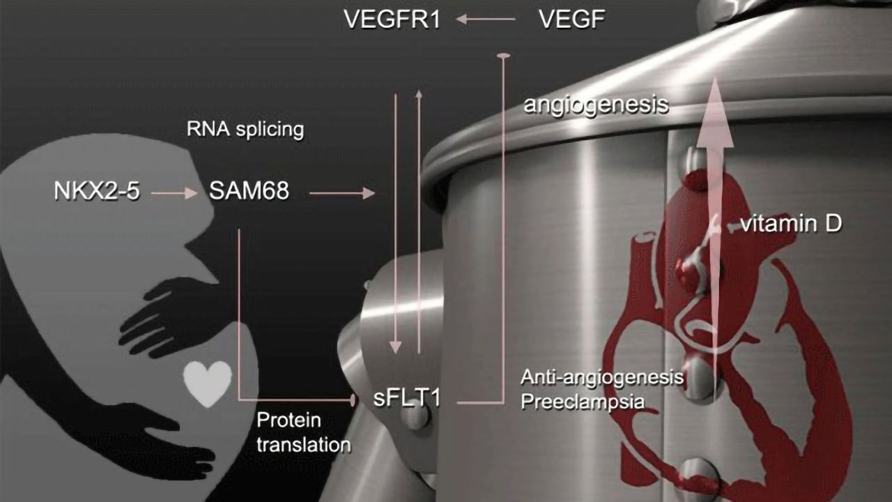 Vitamin D, Genetics and Preeclampsia