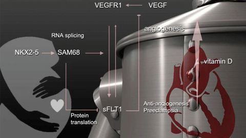 Vitamin D, Genetics and Preeclampsia