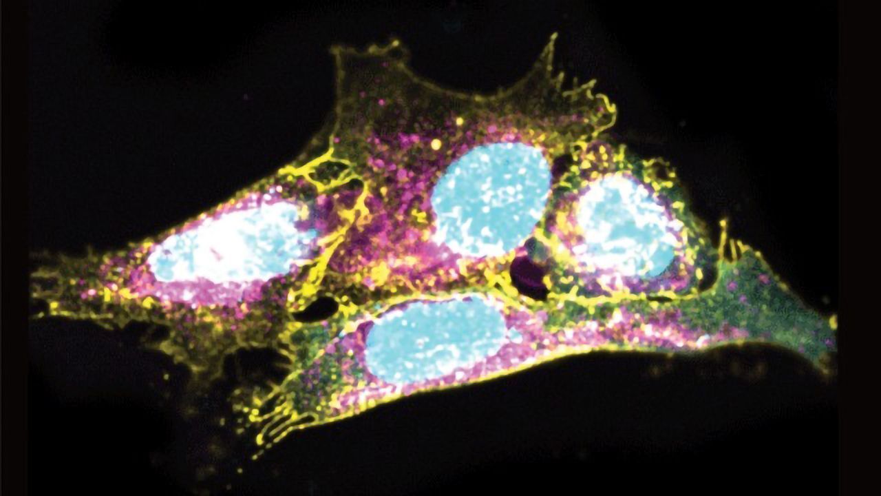 Scientists Make Progress in Understanding Immunological Aging