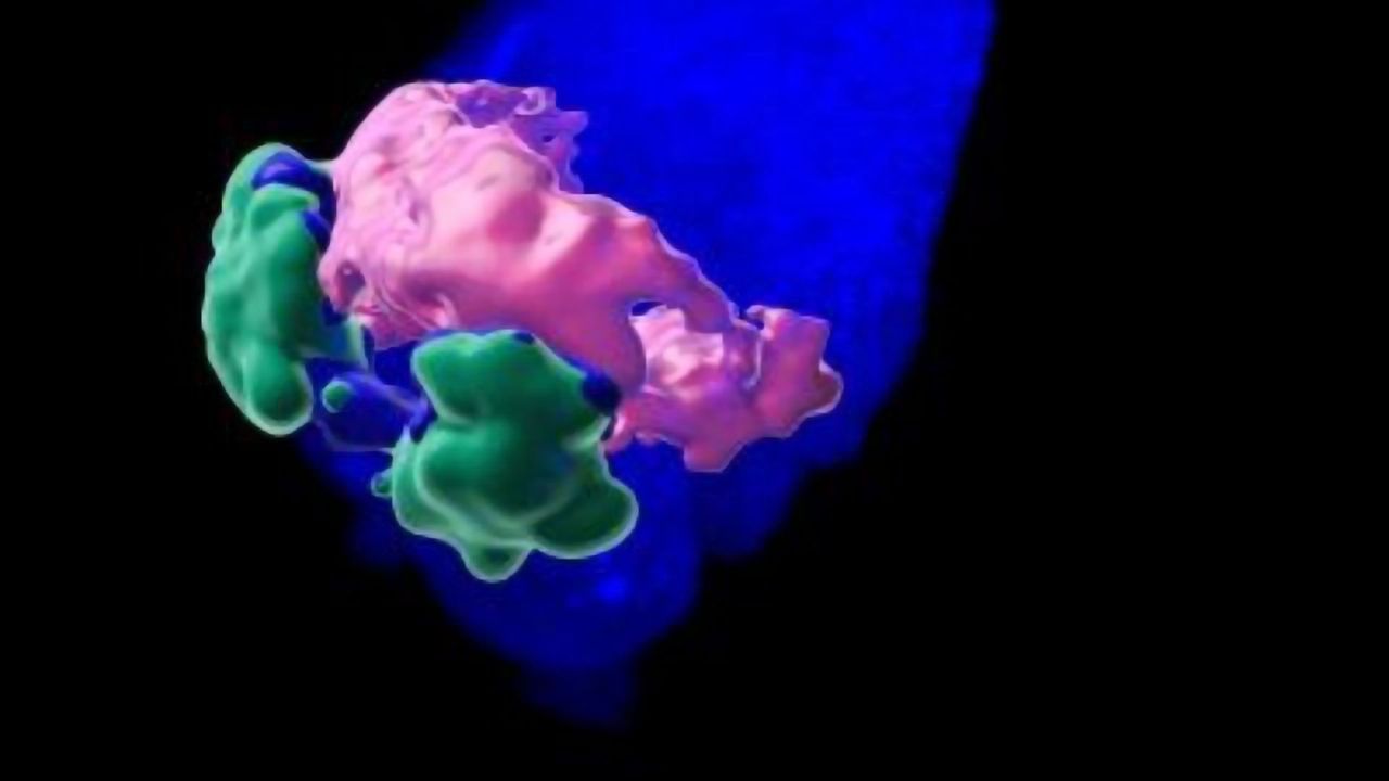 Heart Organoids Mimic the Early Stages of Embryonic Heart Development
