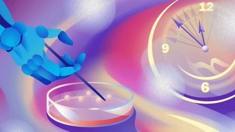 Scientists Speed Up Artificial Organoid Growth and Selection