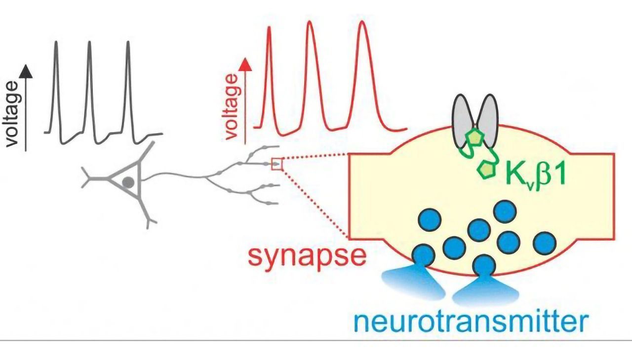 "Volume Control" in the Brain Supports Learning and Memory