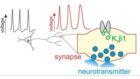 "Volume Control" in the Brain Supports Learning and Memory