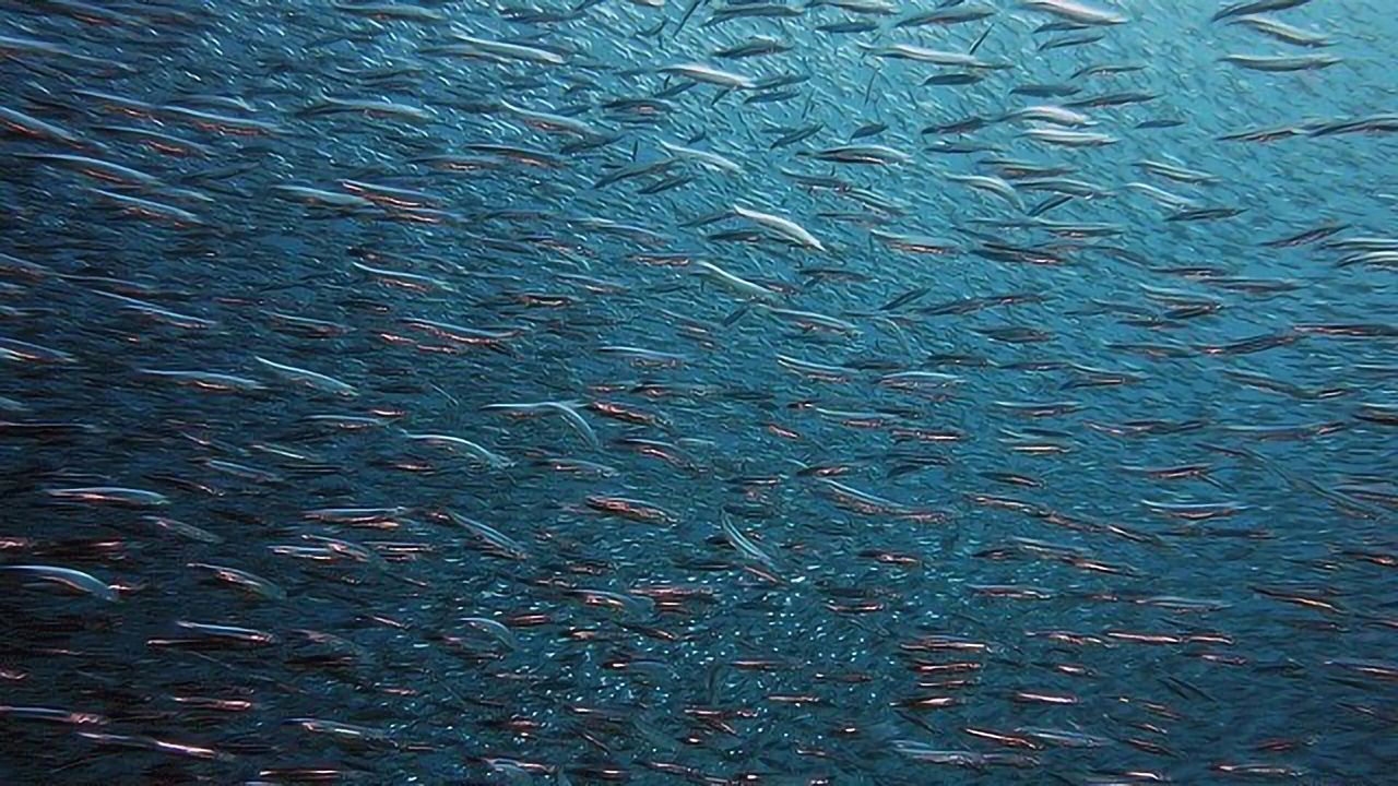 Fish Give Insight on Sound Sensitivity in Autism