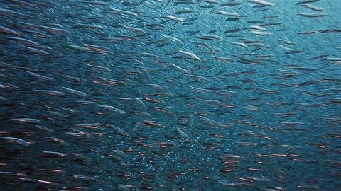 Fish Give Insight on Sound Sensitivity in Autism