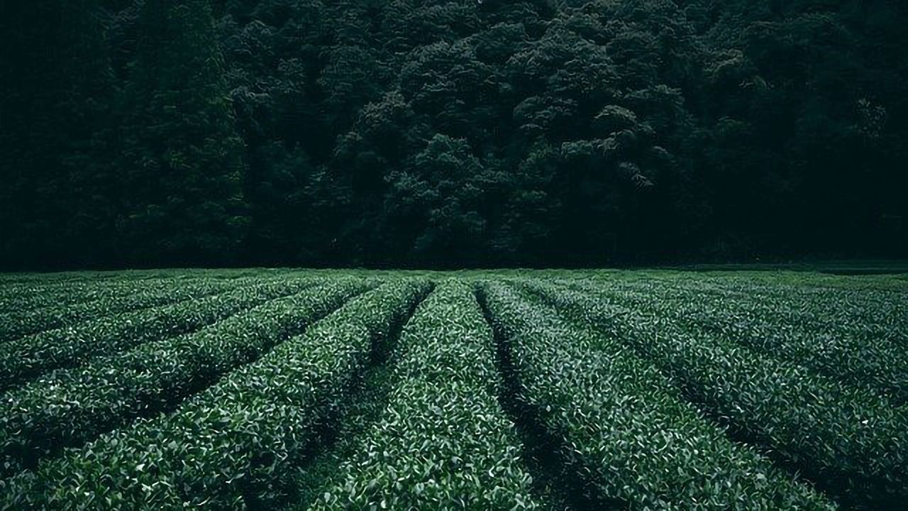 Important Root Crop Could Make the Most of Atmospheric Changes