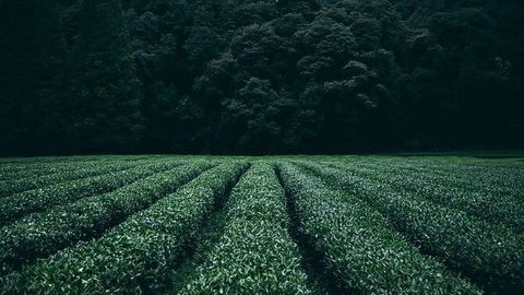 Important Root Crop Could Make the Most of Atmospheric Changes