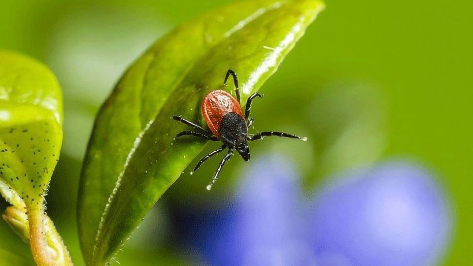 Protein That Protects Some Hosts From Lyme Disease Identified content piece image