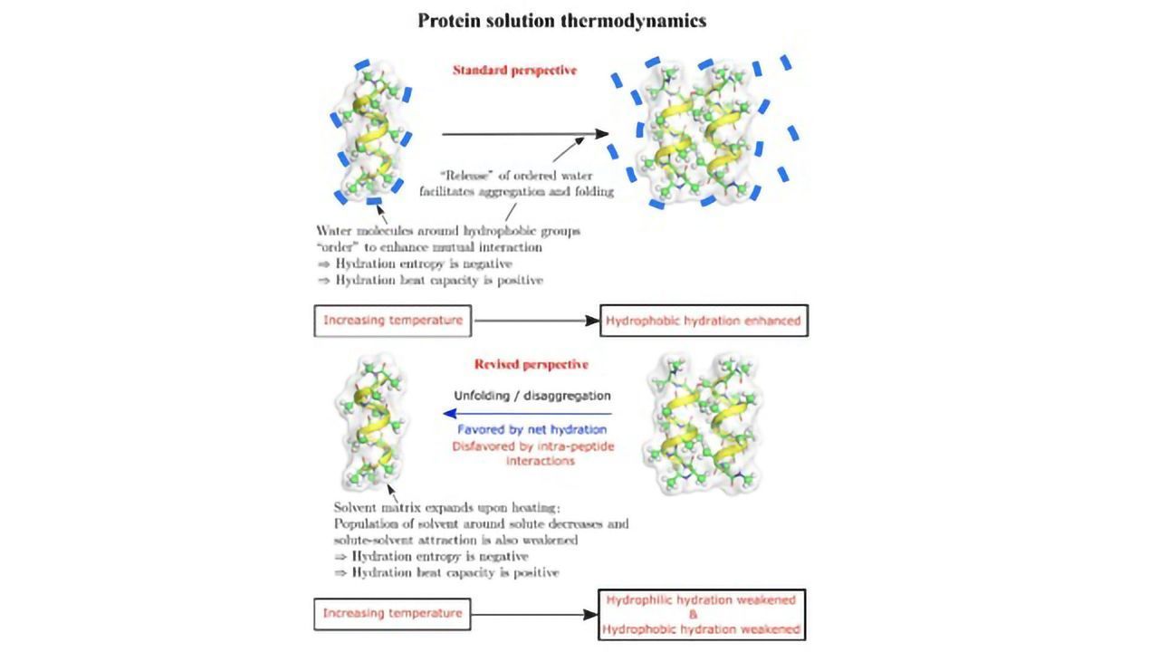 Folding Proteins Feel the Cold and the Heat