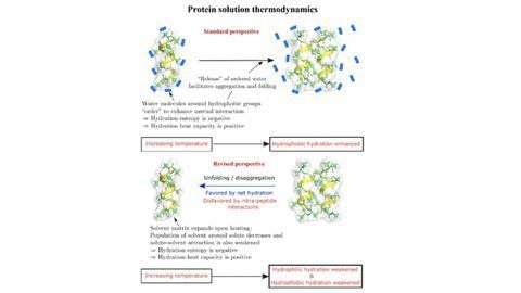 Folding Proteins Feel the Cold and the Heat