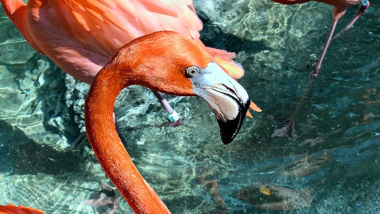 Zoonomia Project Reveals Species at Risk of Extinction