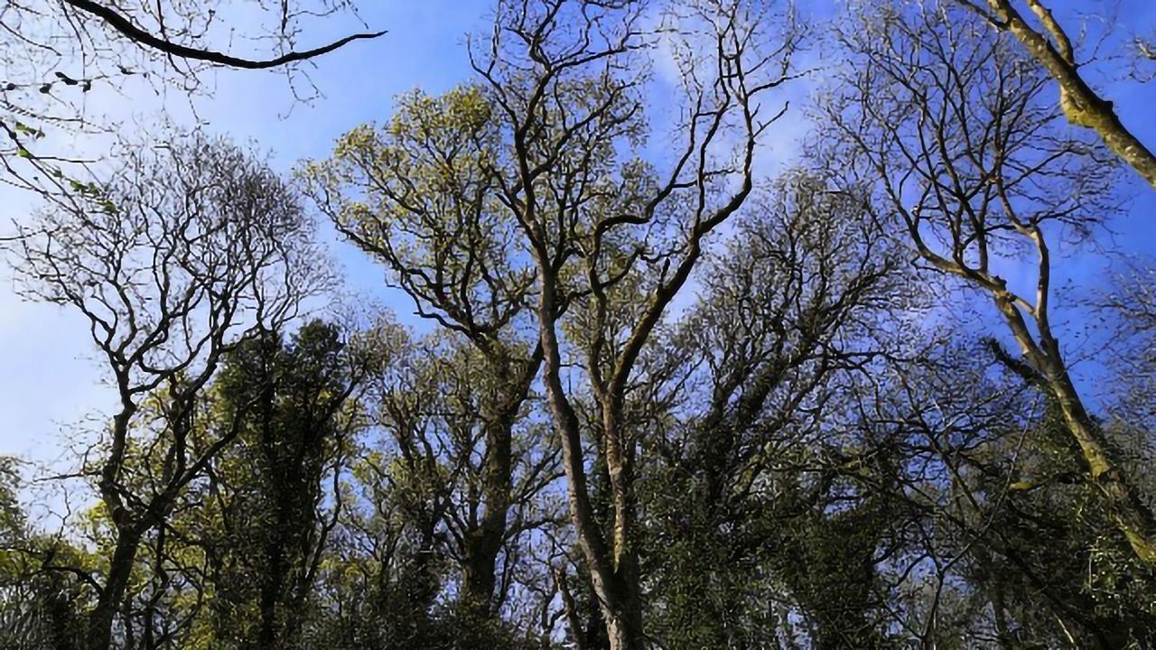 Chemical Clues Reveal Susceptibility of Ash Trees to Deadly Disease