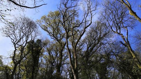Chemical Clues Reveal Susceptibility of Ash Trees to Deadly Disease