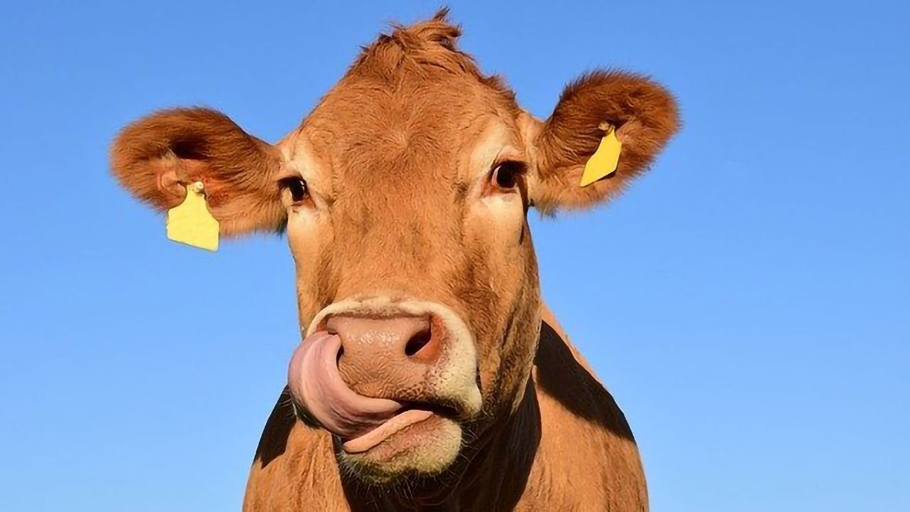 Hummus for Cows Too?