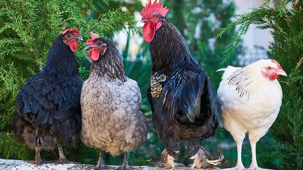 Chlorine Washed Chicken and Hormones in Beef? "No Thanks" Say UK Consumers