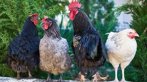 Chlorine Washed Chicken and Hormones in Beef? "No Thanks" Say UK Consumers