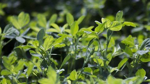 Protein-Rich Future Food, Now Without the Taste of "Cowshed"