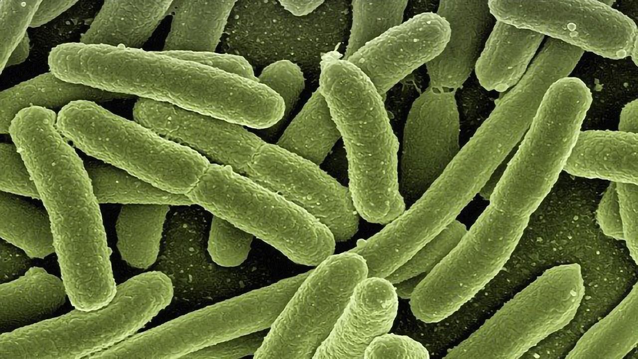 Connection Made Between Household Chemicals and Gut Microbiome