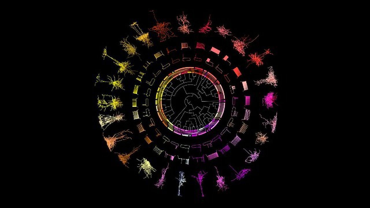 A Holistic Way of Looking at the Brain's Cellular "Family Tree"
