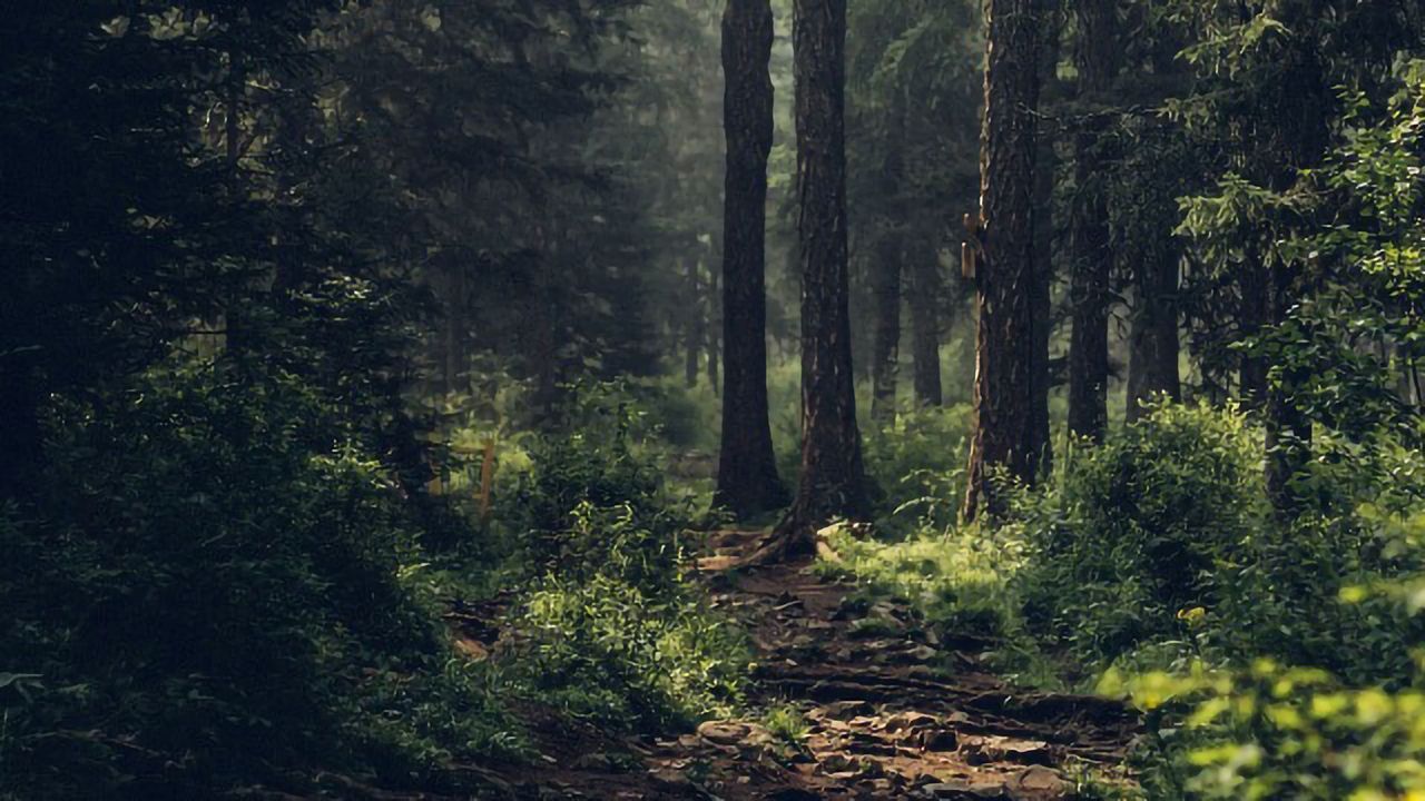 Virtual Reality Shows the Effects of Climate Change on Future Forests