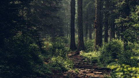 Virtual Reality Shows the Effects of Climate Change on Future Forests