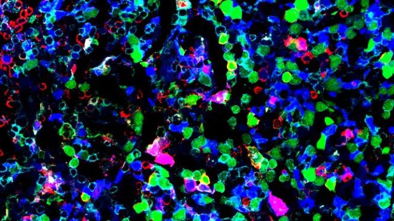 Single-Cell, "Multi-Omics" Analysis Uncovers a New Stage in Immune Cell Formation