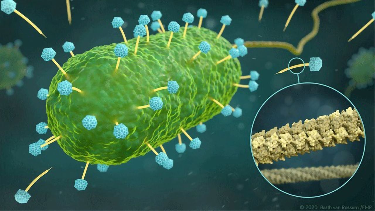 3D Structure of Crucial Phage Component Revealed at Atomic Resolution