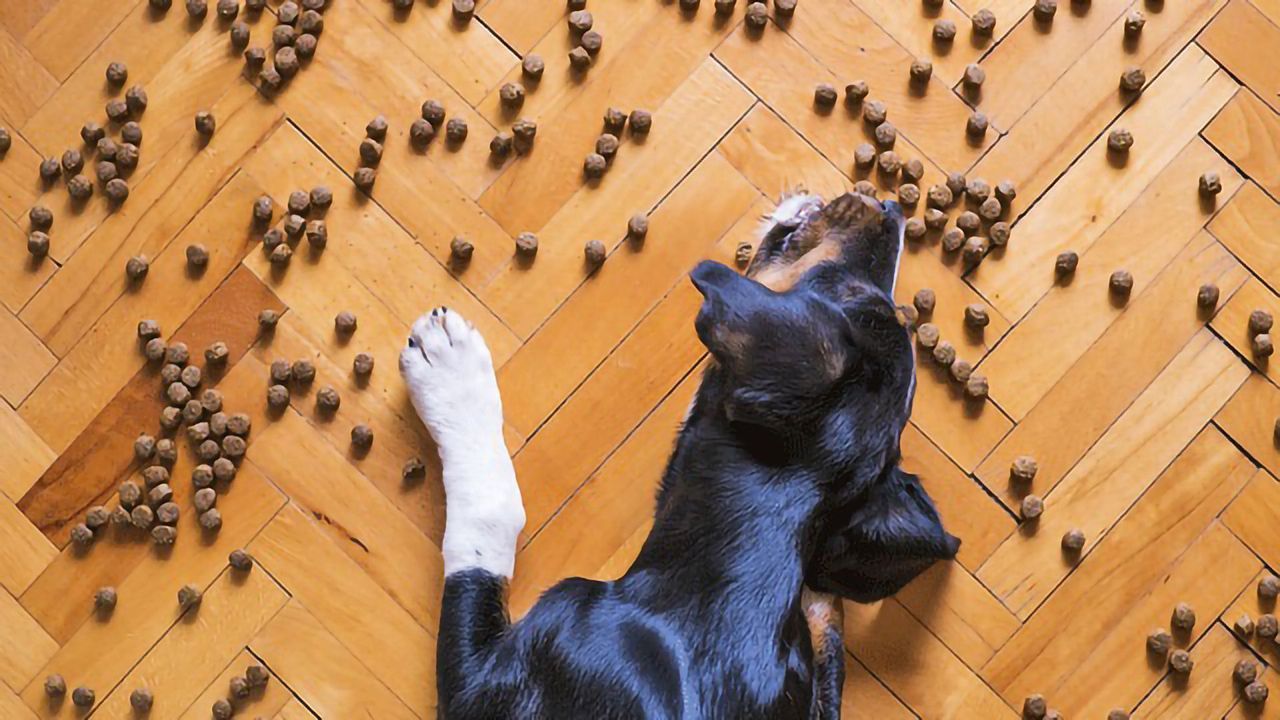How Diet Affects Skin Gene Expression in Canines