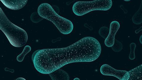 How Do Microbiota Transplants for Autism Affect Our Metabolome?