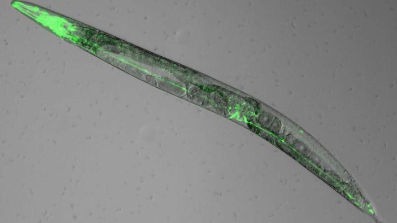 Why Does Melatonin Promote Sleep? Snoozing Worms May Have the Answer