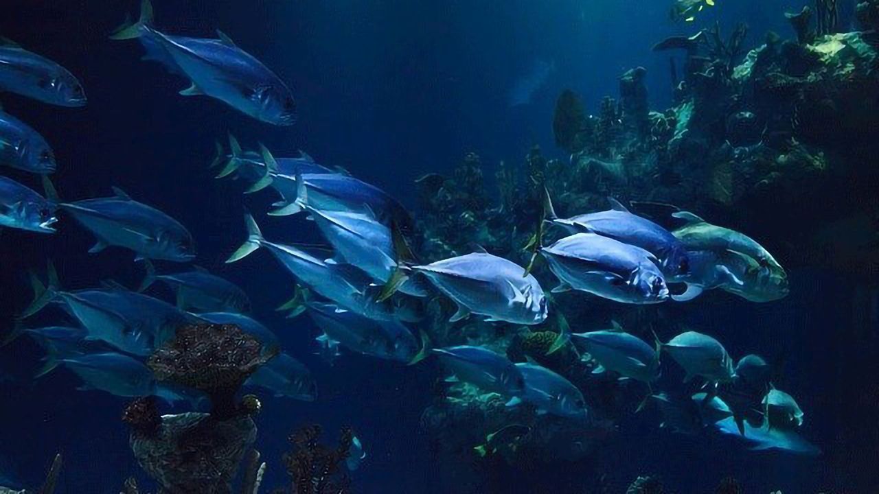 Marine Environment Is Suffering as a Consequence of Seafood Mislabelling