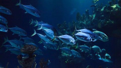 Marine Environment Is Suffering as a Consequence of Seafood Mislabelling