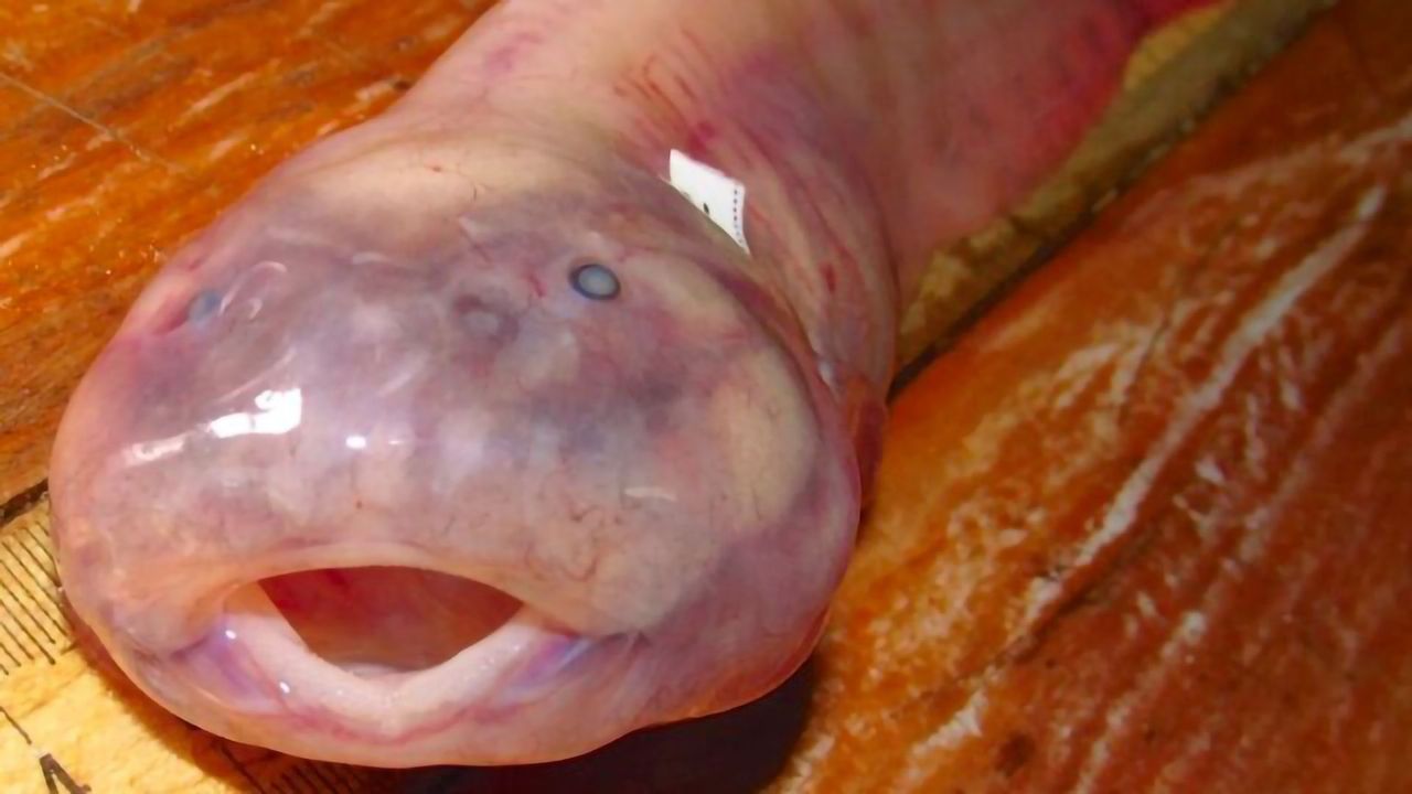 Toxic Mercury Pollution Delivered to Deep Ocean by Fish Carcasses