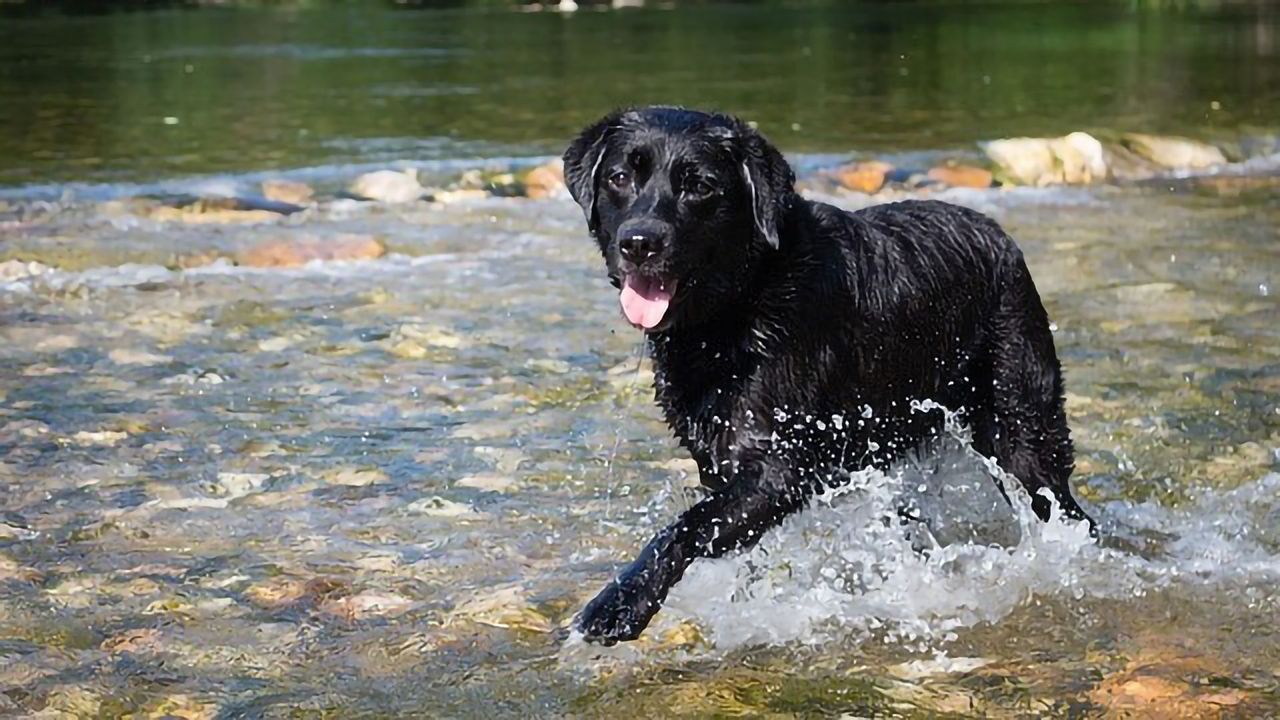 Vet Flea Treatments Are Contaminating Our Rivers