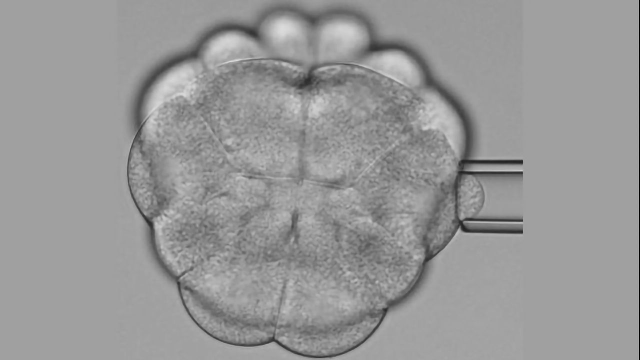 Scientists Discover How Tissue Tension Controls Cell Division