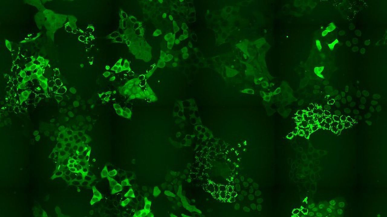 A Highly Scalable Method To Monitor Protein Levels and Localizations