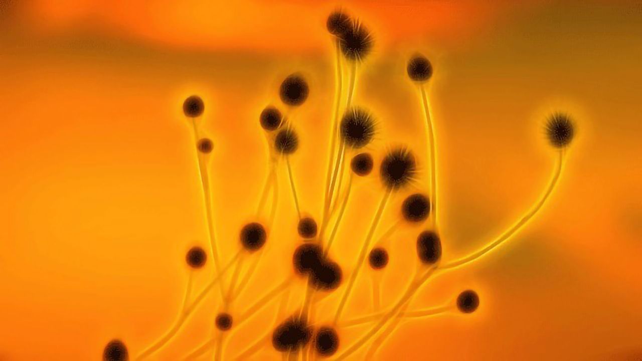 When Viruses and Fungi Join Forces